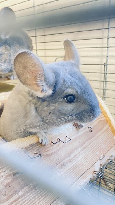 Okazja !! Piękna Szynszyla Fiolet, samica, klatka