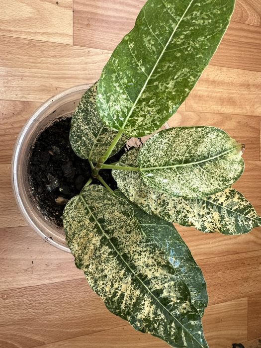 Фікус коконат крем алі амстел голд