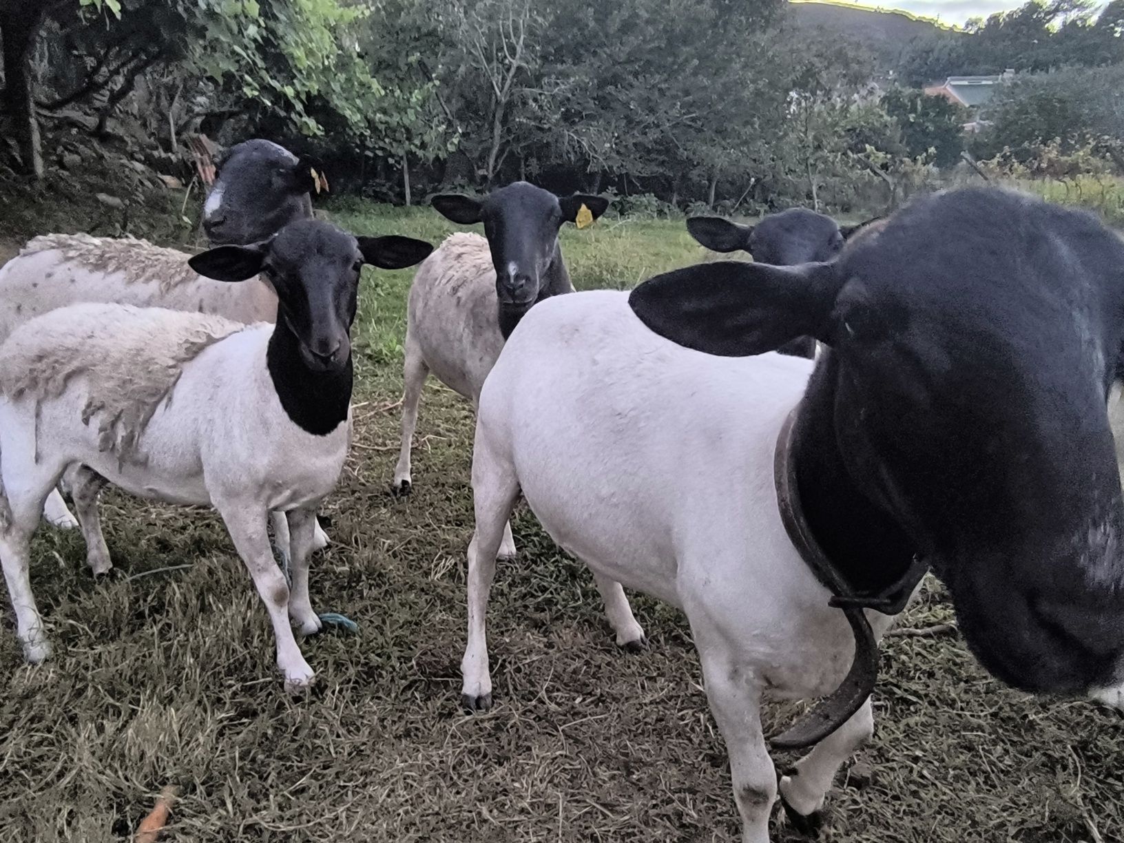 Rebanho de ovelhas Dorper
