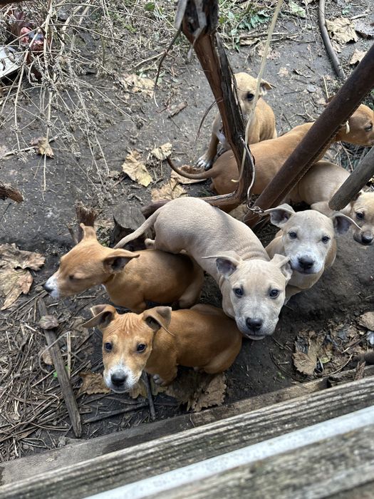 Щенки Стафорда за символическую цену