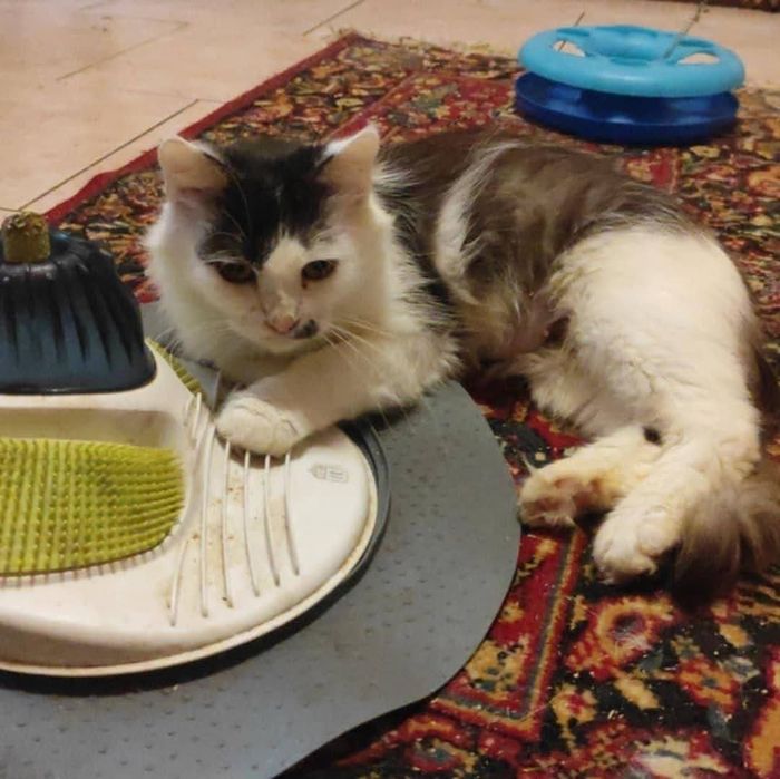 Kotka Calineczka do adopcji