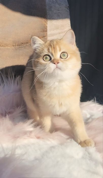 Чарівна дівчинка шотландська