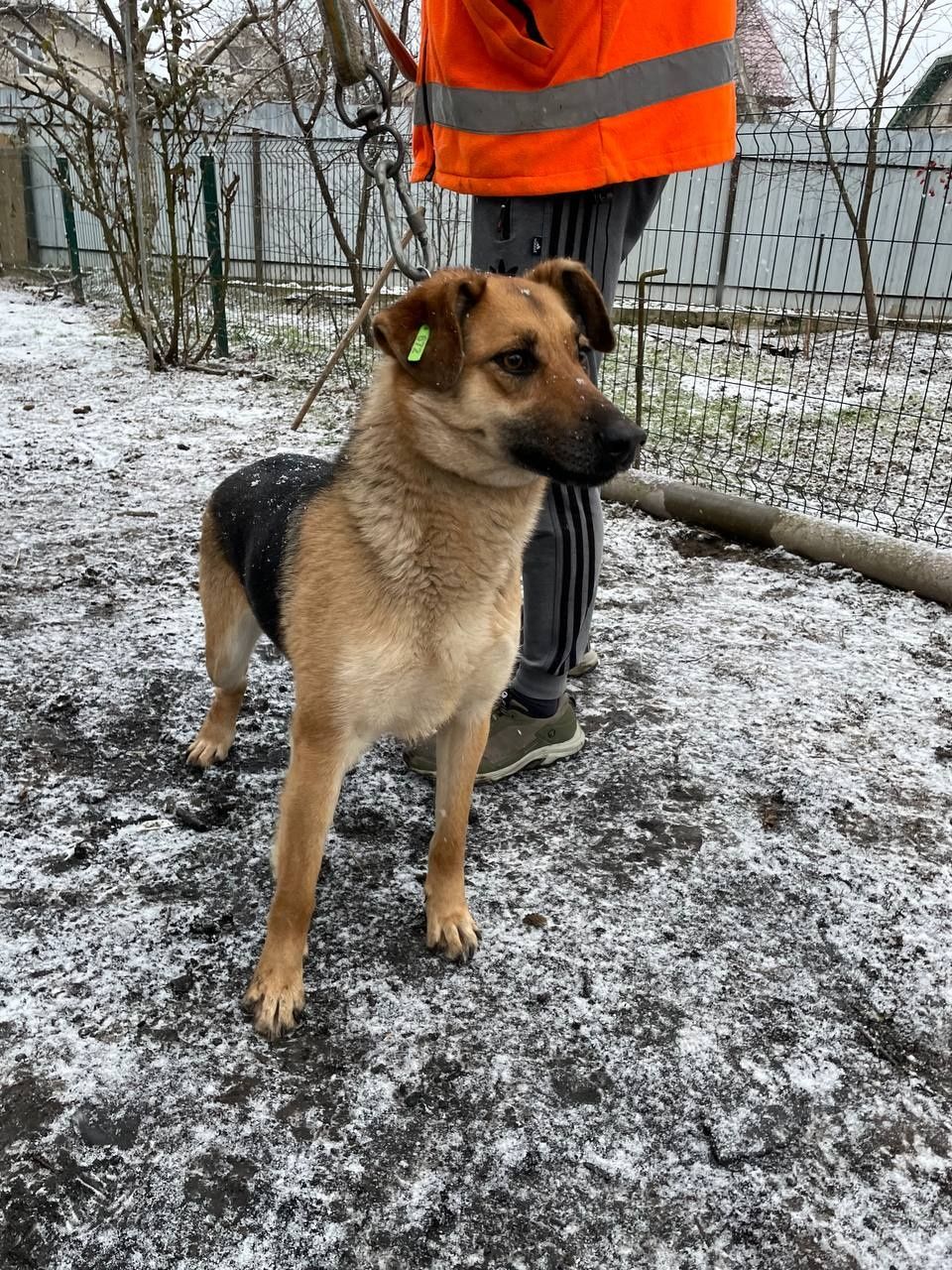 Собака собачка безкоштовно