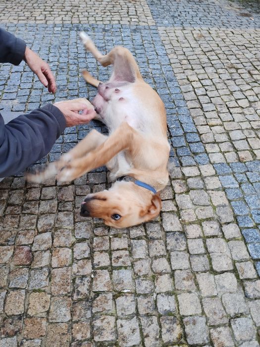 Dou cachorros porte grande x labrador