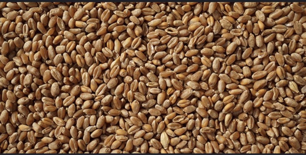 Пшениця,пшениця.