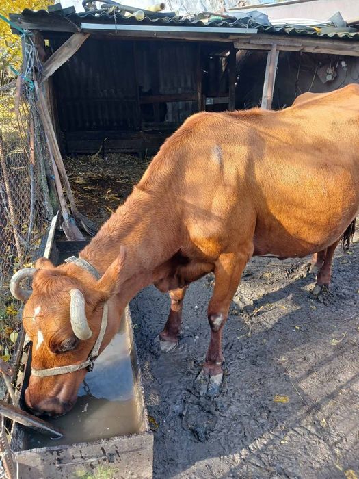 Продам молочну корову