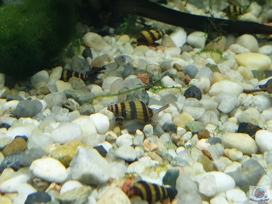 Na sprzedaż: Ślimaki Helenka (Anentome helena)