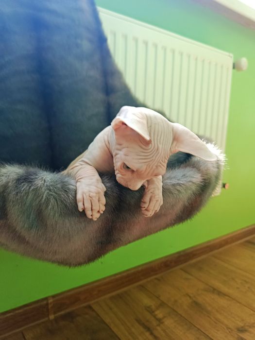 Канадський сфінкс  хлопчик