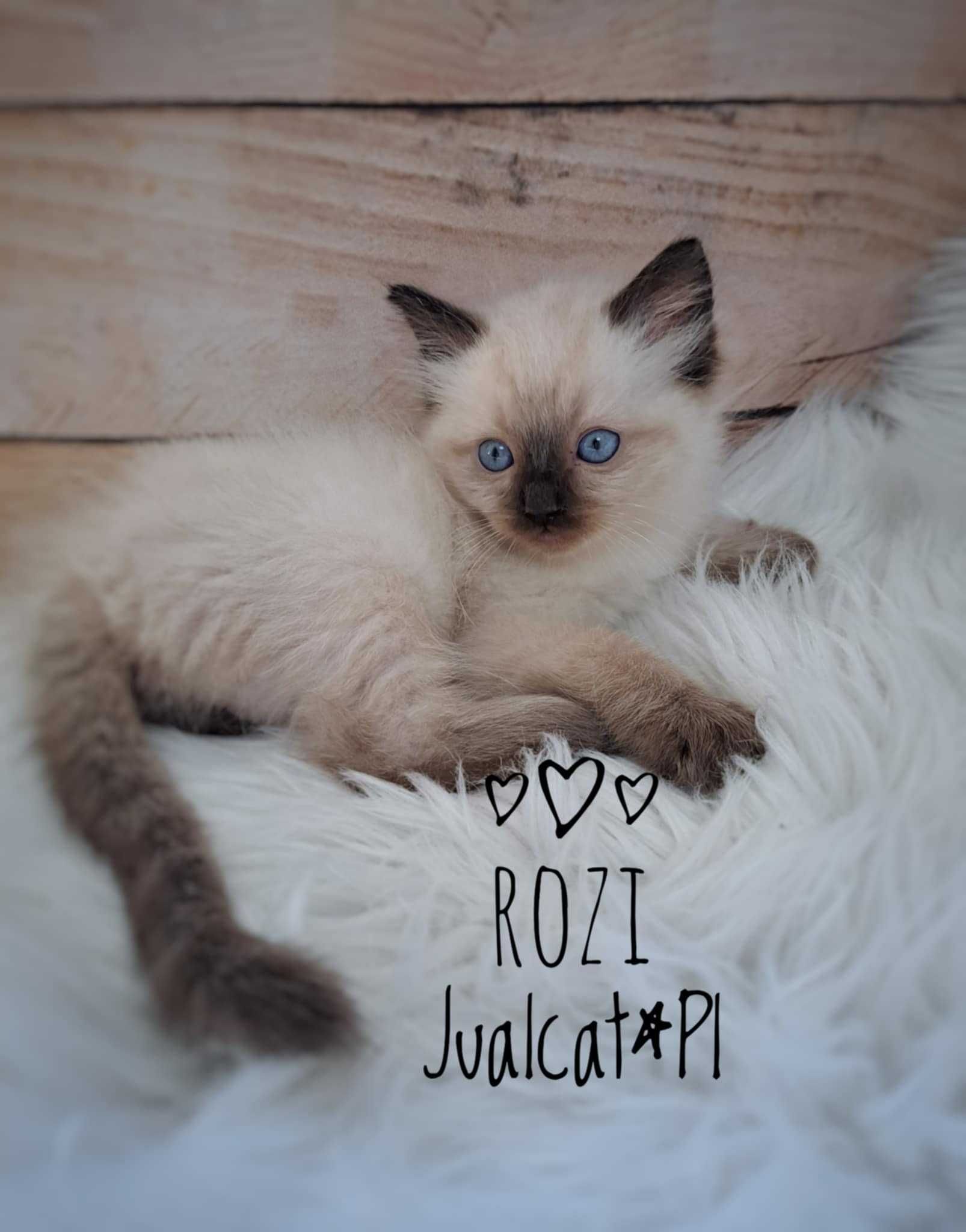 RAGDOLL Kotka seal colorpoint Rag n Rodówod FPL