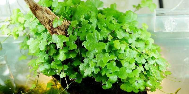 Гидрокотила трипартита. Рослини для акваріума