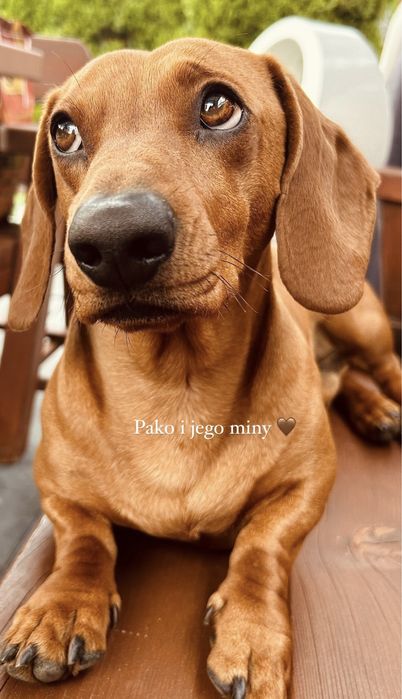 Piękny „RADZIO”  Jamnik piesek miniaturka rudy