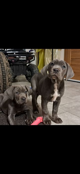 Cane corso Italiano rodowód