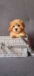Śliczny piesek Maltipoo