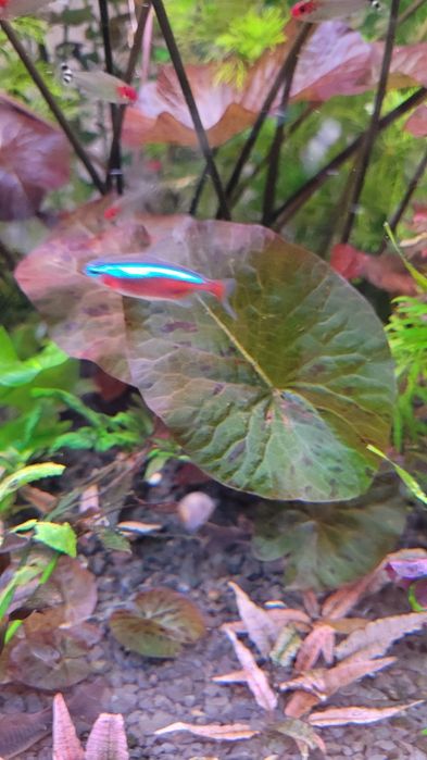 Witam sprzedam lotosy