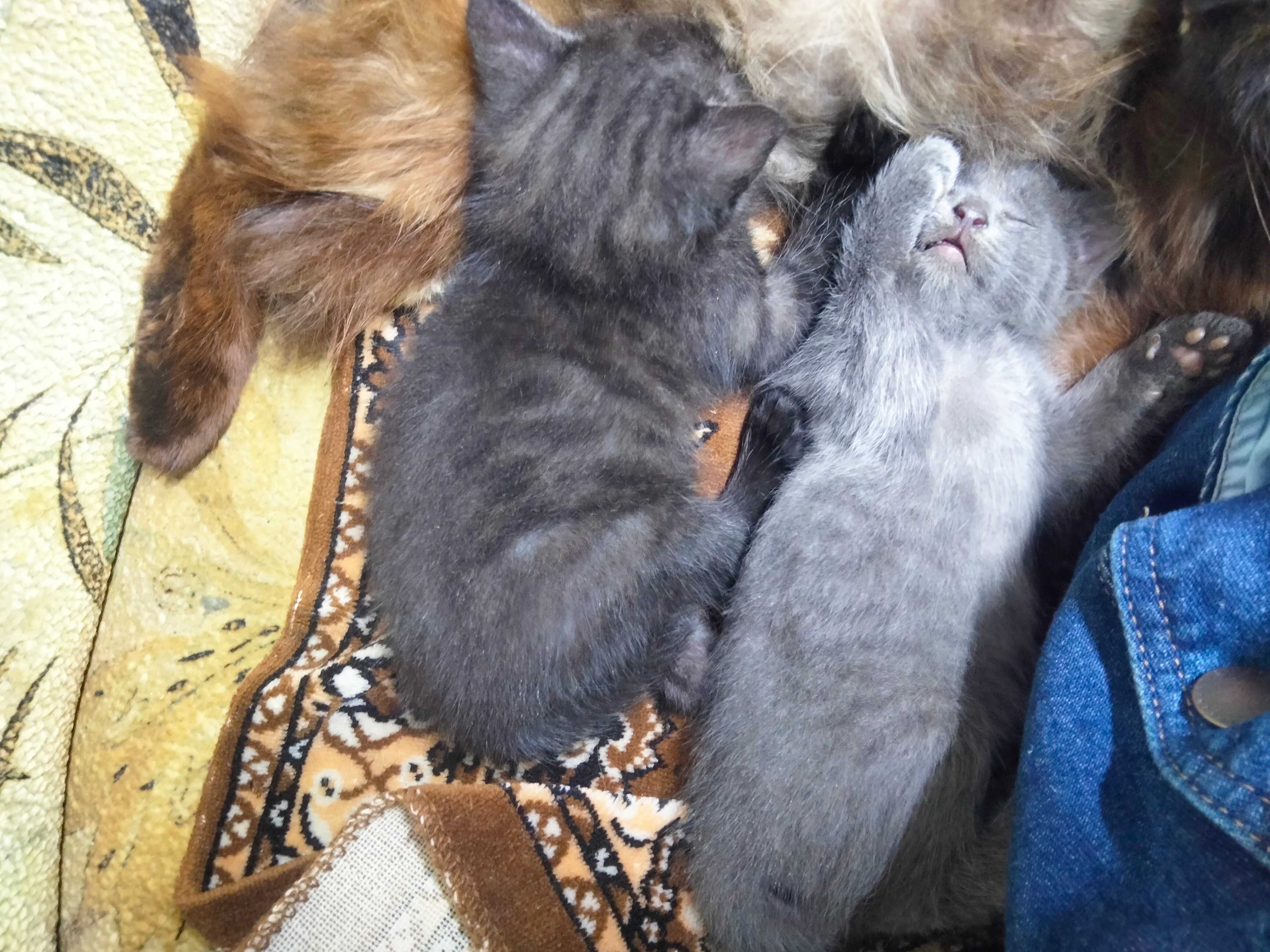 Продам кошеня шотландця