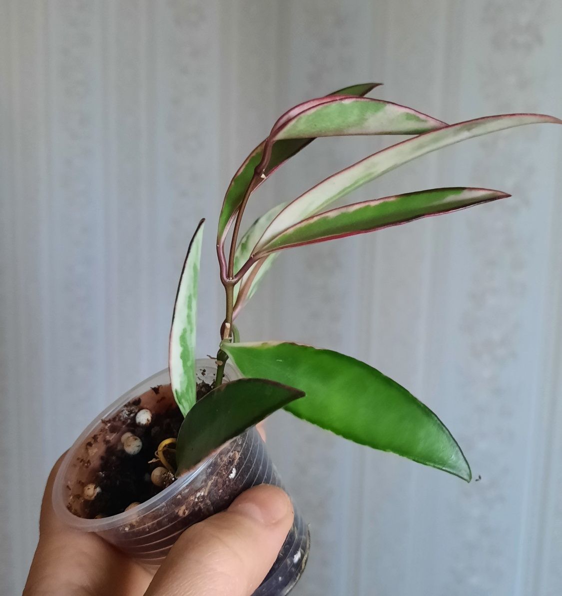 Хойя kentiana lori lyn