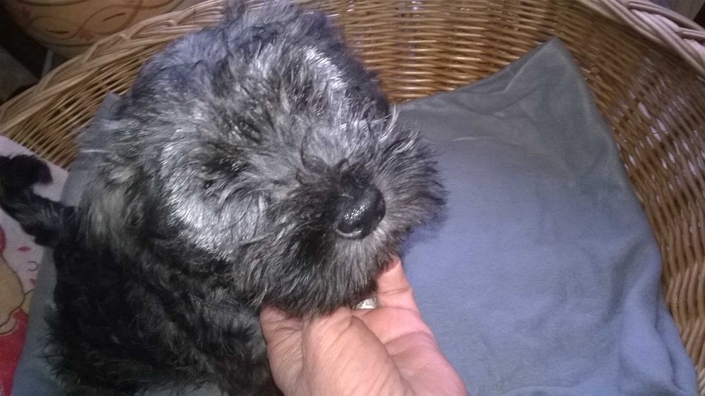 sznaucer miniaturowy - piesek