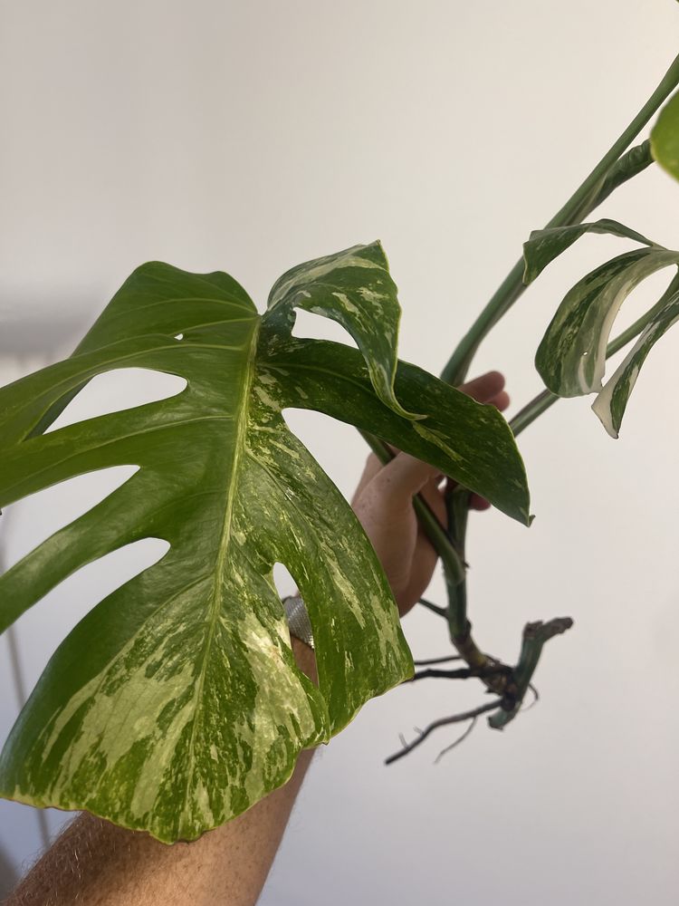 Monstera variagata