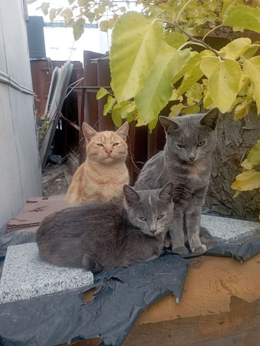 Віддам 3 кошенят в хороші руки