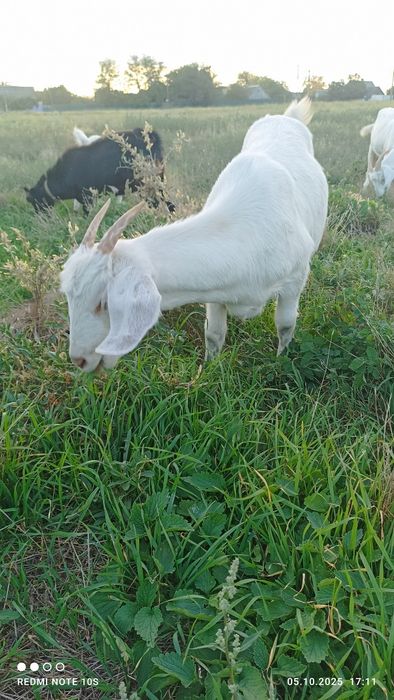 Молодые козочки.