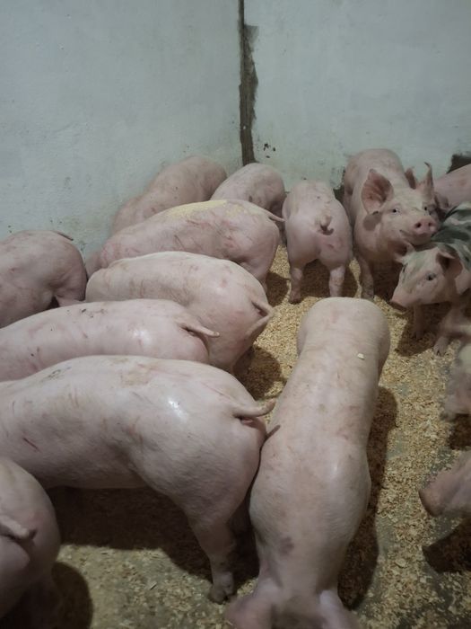 Leitões com 25-30 Kg