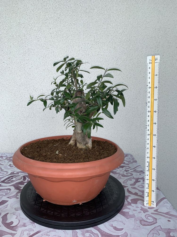 Bonsai Oliveira - fase de Pré-Bonsai