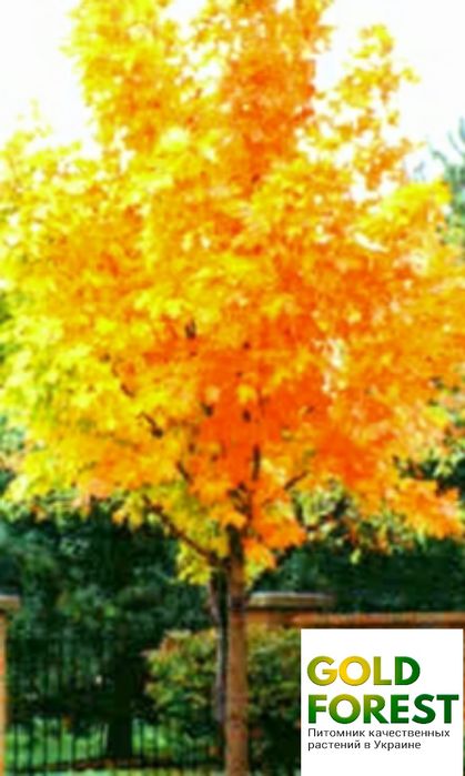 Клён остролистный японский красный желтый