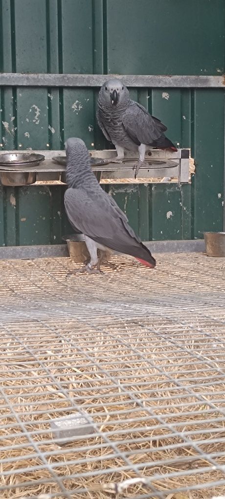4 Papagaios cinzentos  com 8meses