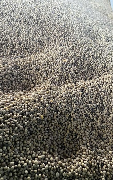 Sprzedam ziemniaki Soraya