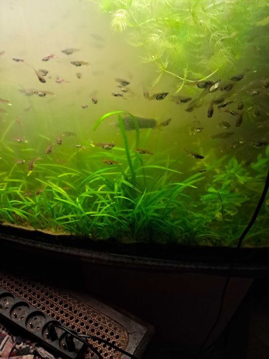 sprzedam tanio gupiki