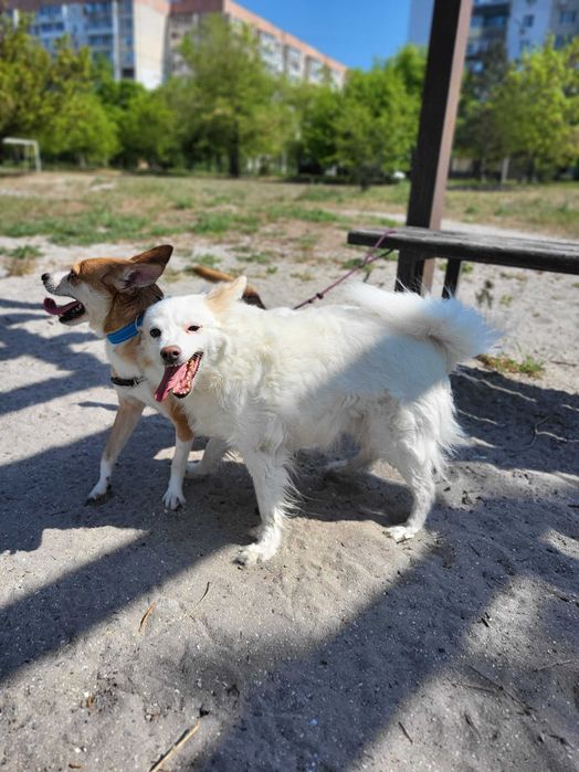 Маленький песик шукае добрі руки