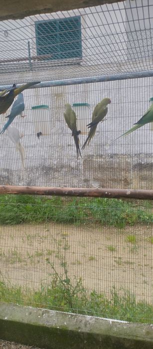 Ringnecks vários