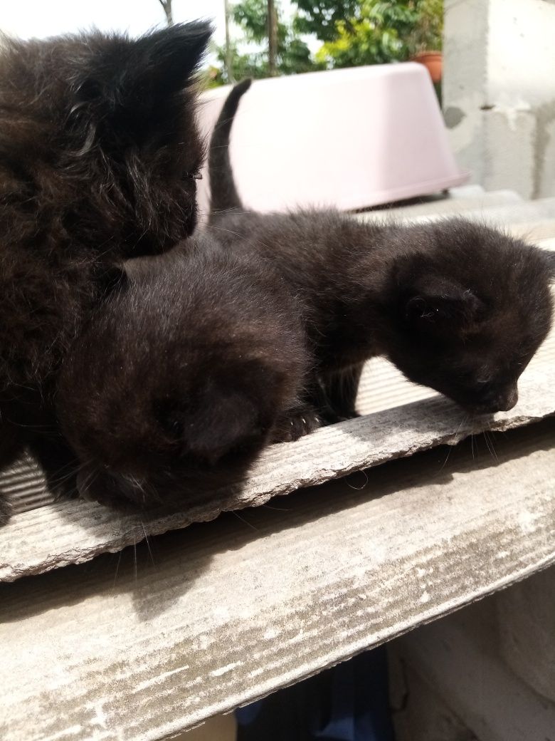 Котенята Безкоштовно