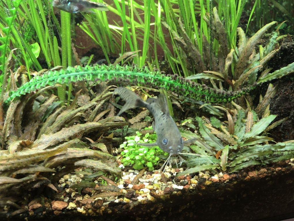 Sinodontes varios