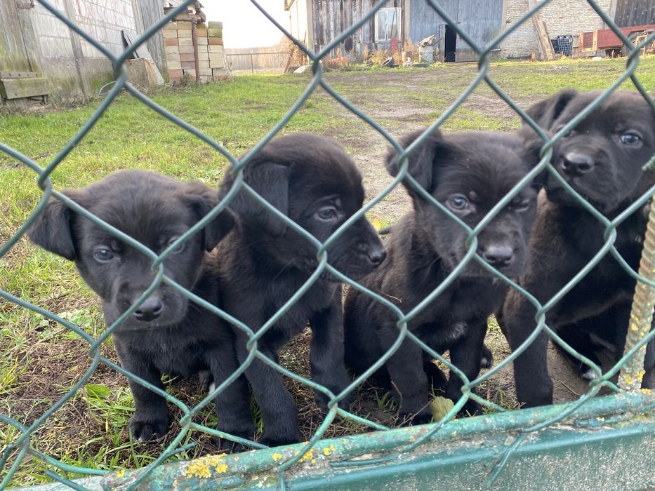 Szczeniaki do oddania