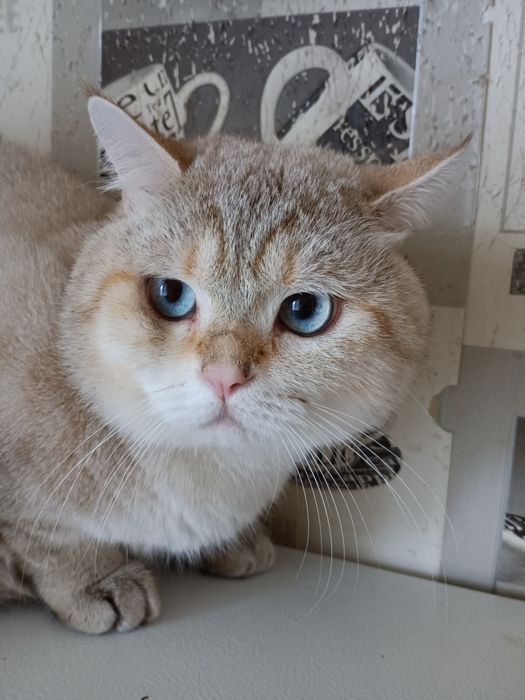 Вязка  Шикарный британский кот