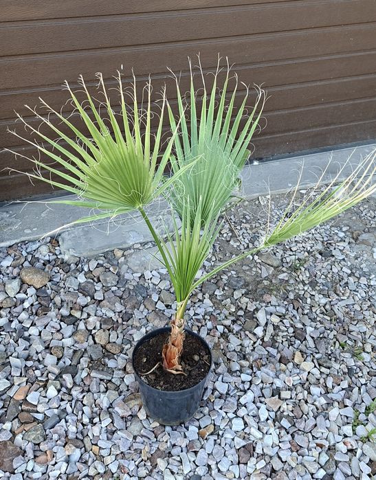Palma Washingtonia robusta.