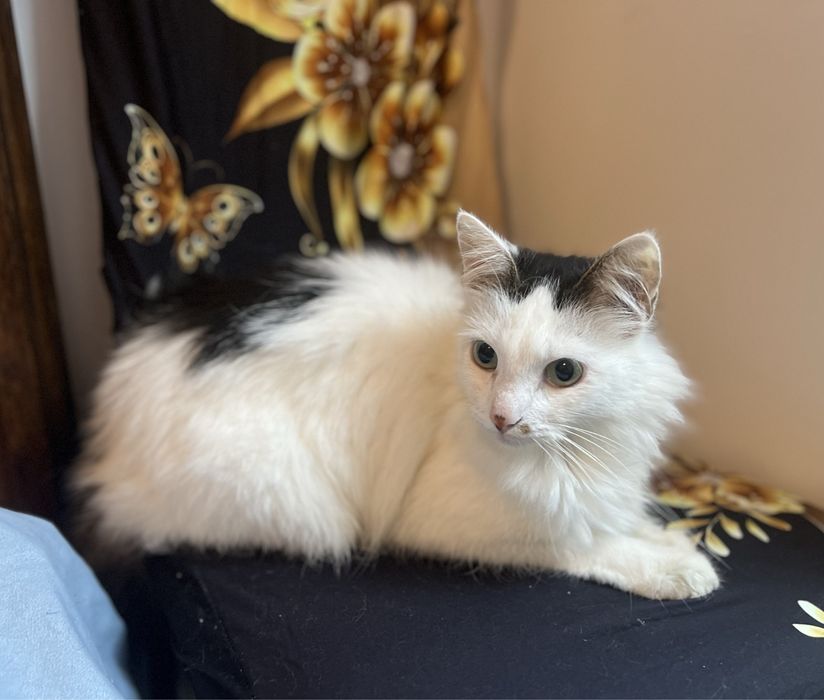 Cudowny Lizak szuka domku