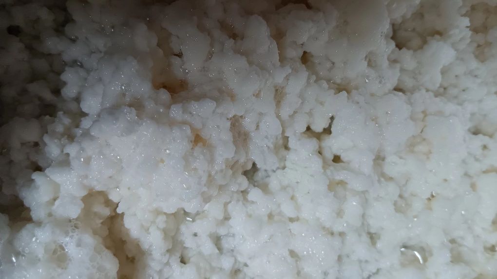 Kefir de Leite (flor de iogurte).