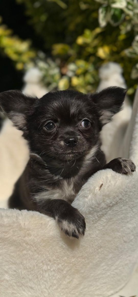 Dlugowlosy chihuahua