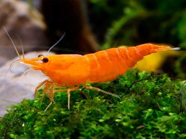 Krewetka SAKURA ORANGE - Neocaridina - Caridina - dowóz, wysyłka
