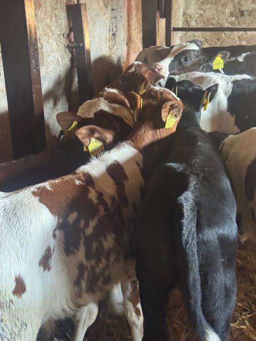 Sprzedam cielaki mięsne z odpajalni 20szt