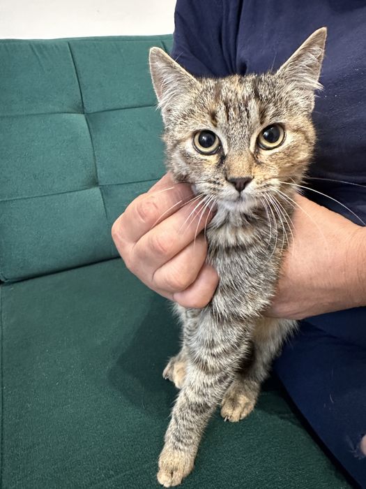 Kotka do adopcji. Oddam za darmo w dobre rece