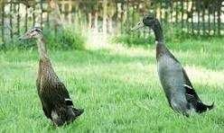 качка індійський бігунок