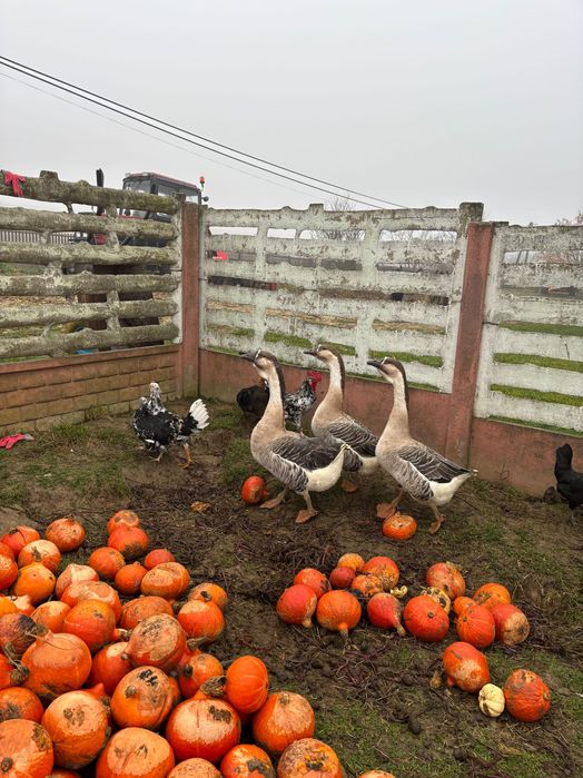Gęsi tegoroczne - sprzedam