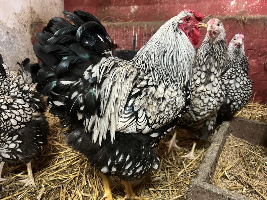 Jaja lęgowe Wyandotte srebrnołuskowana