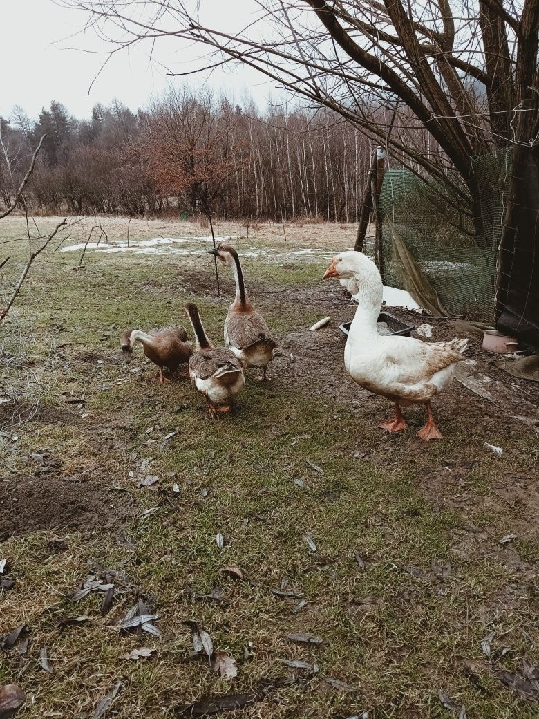 Gęsi chołmogory parę sprzedam