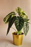 Alocasia ‘Dragon Scale’ — Planta Rara e Colecionável