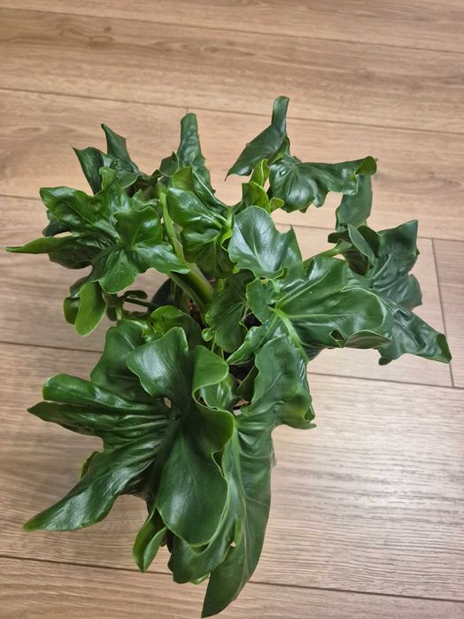 Filodendron selloum Super atom