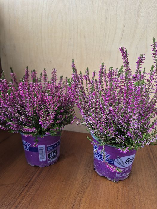 Каллуна або вереск